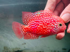 Premium Super Kamfa Golden Base GB F0.5 F1 - Strong Body Full Red Peeled Flowerhorn PNPV - Fast USA SHIPPING