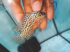 King Kamfa Small Male - High Quality Full White Pearl Flowerhorn - PNPV 5cm