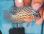 King Kamfa Small Male - High Quality Full White Pearl Flowerhorn - PNPV 5cm