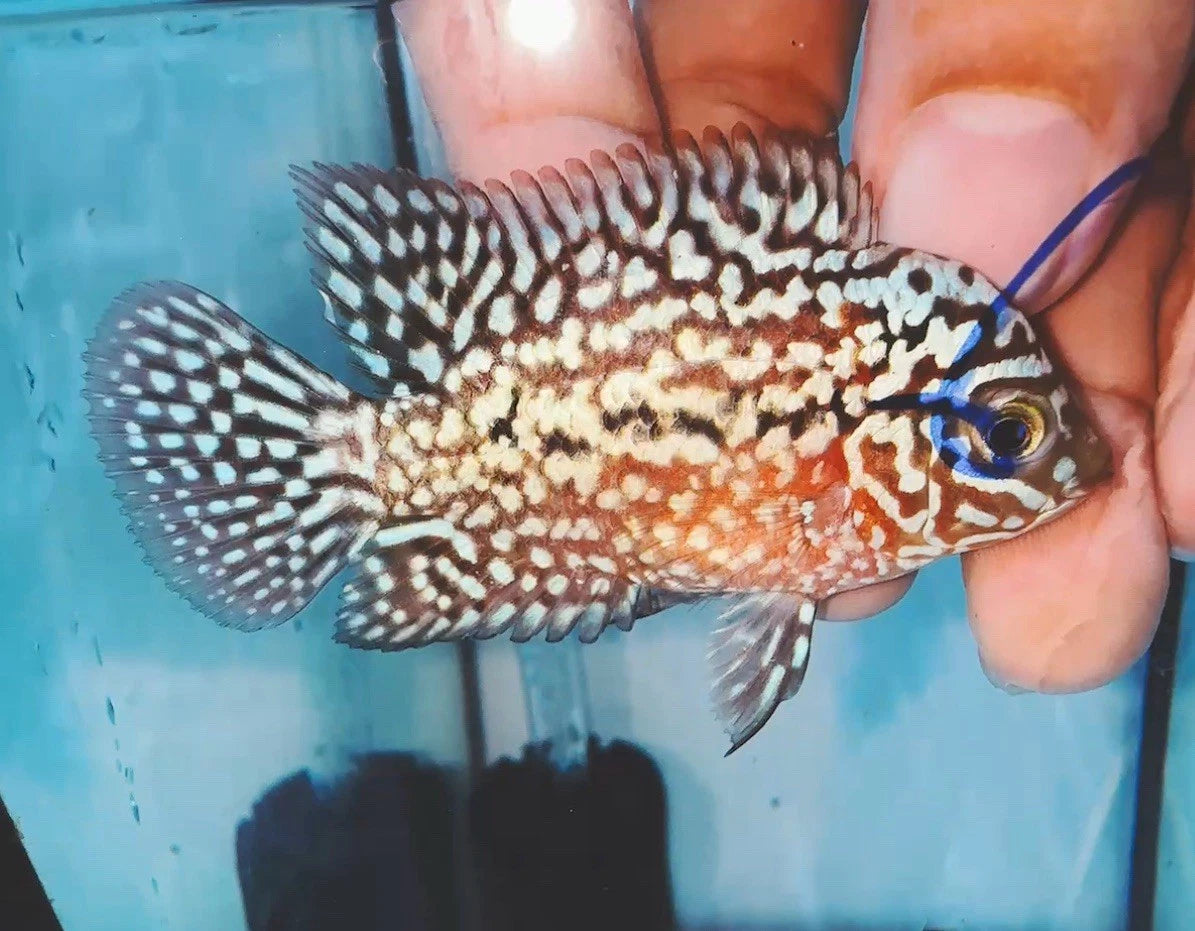 King Kamfa Small Male - High Quality Full White Pearl Flowerhorn - PNPV 5cm