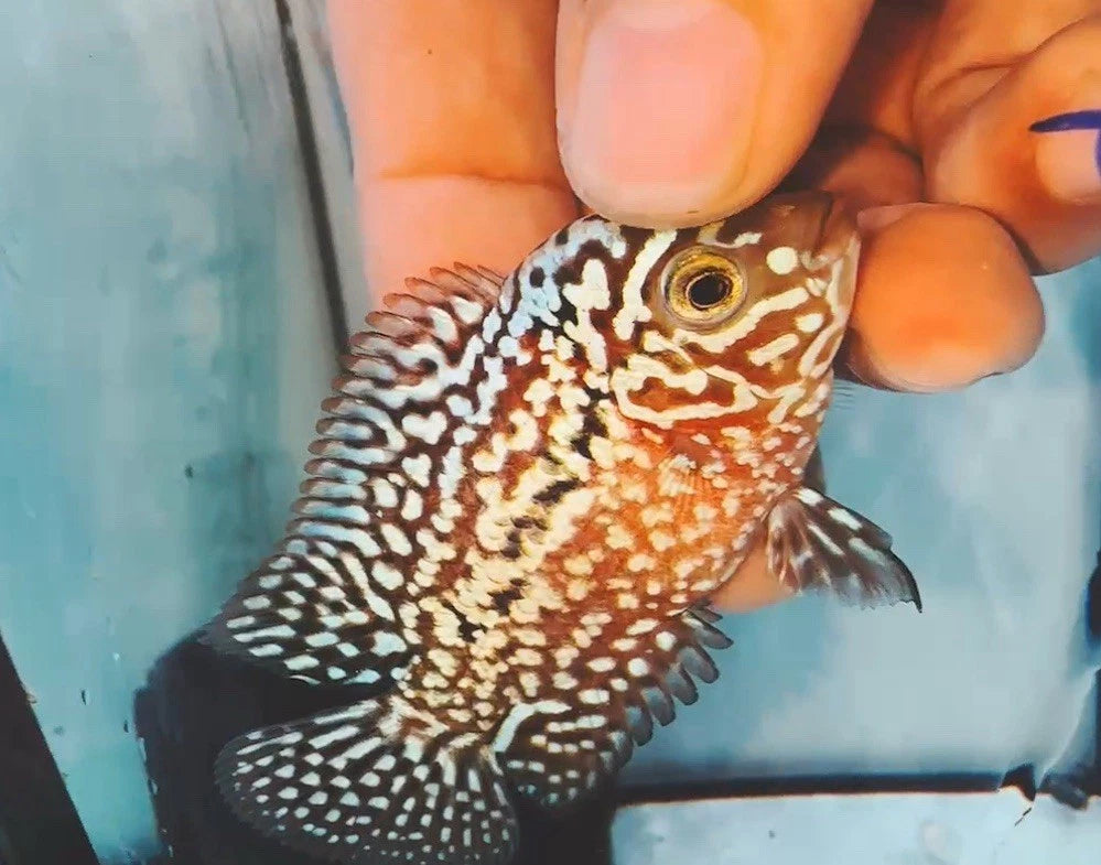 King Kamfa Small Male - High Quality Full White Pearl Flowerhorn - PNPV 5cm