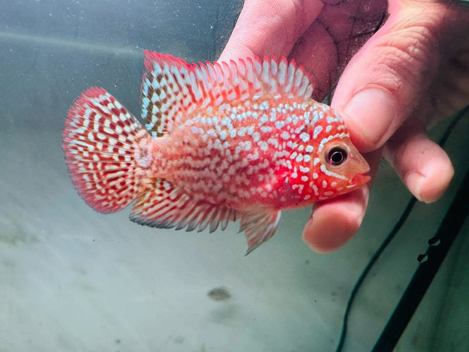 Premium Red Kamfa F2 Galaxy Pearl Flowerhorn 7-9cm Male Fish PNPV KF2 - Fast USA Shipping