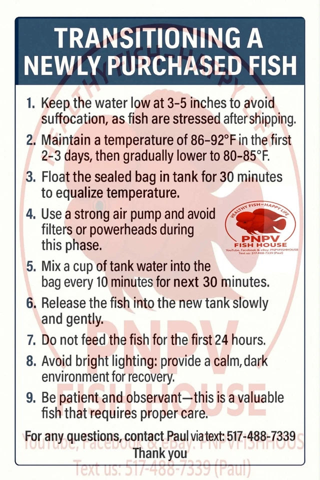 Premium KAMFA F2 strong body 3.5 inches Flowerhorn Live Fish Cichlid PNPV 301 -Fast USA Shipping