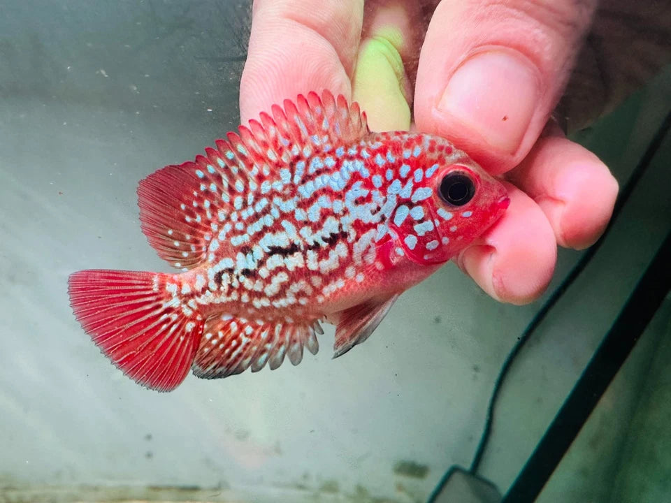 Premium Kamfa Fire Phoenix Flowerhorn - Super Body Flag Fins Beautiful Tail - PNPV Gen - Fast USA Shipping