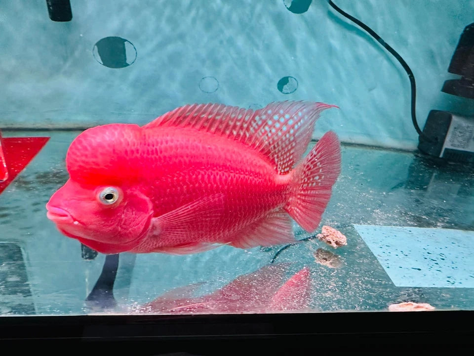 Premium Super Red Monkey PNPV Gen Flowerhorn Full Red & Big Head 5.5 Inches SRM - FAST USA SHIPPING