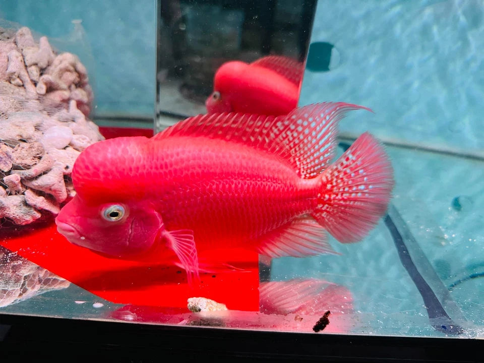 Premium Super Red Monkey PNPV Gen Flowerhorn Full Red & Big Head 5.5 Inches SRM - FAST USA SHIPPING