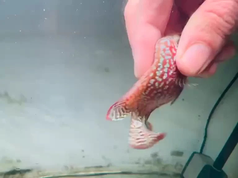 Premium Red Kamfa F2 Galaxy Pearl Flowerhorn 7-9cm Male Fish PNPV KF2 - Fast USA Shipping