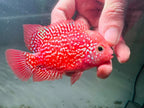 Premium Super Kamfa Golden Base GB F0.5 F1 - Strong Body Full Red Peeled Flowerhorn PNPV - Fast USA SHIPPING