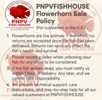 Premium Super Red Monkey PNPV Gen Flowerhorn Full Red & Big Head 5.5 Inches SRM - FAST USA SHIPPING