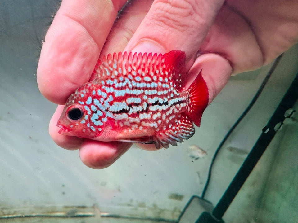 Premium Kamfa Fire Phoenix Flowerhorn - Super Body Flag Fins Beautiful Tail - PNPV Gen - Fast USA Shipping