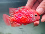 Premium Super Kamfa Golden Base GB F0.5 F1 - Strong Body Full Red Peeled Flowerhorn PNPV - Fast USA SHIPPING