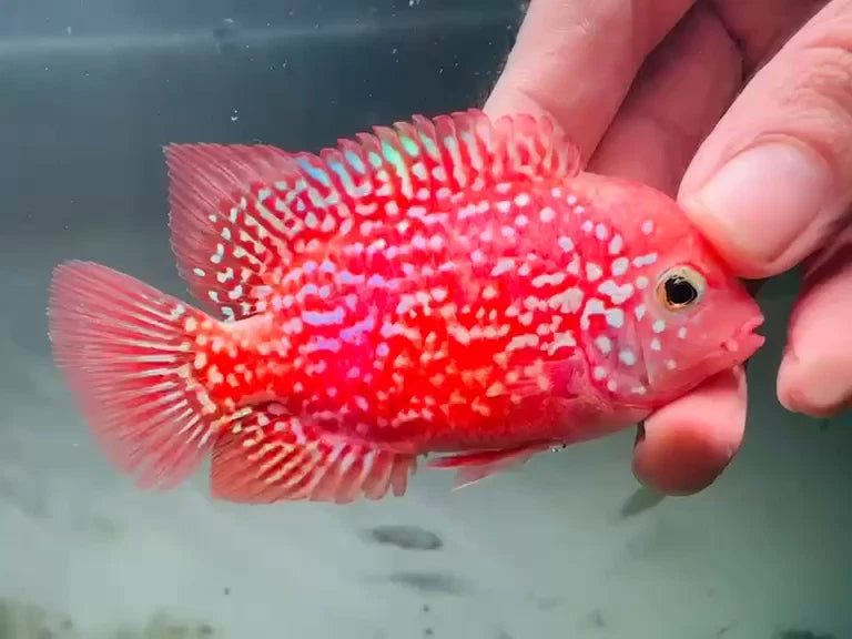 Premium Super Kamfa Golden Base GB F0.5 F1 - Strong Body Full Red Peeled Flowerhorn PNPV - Fast USA SHIPPING