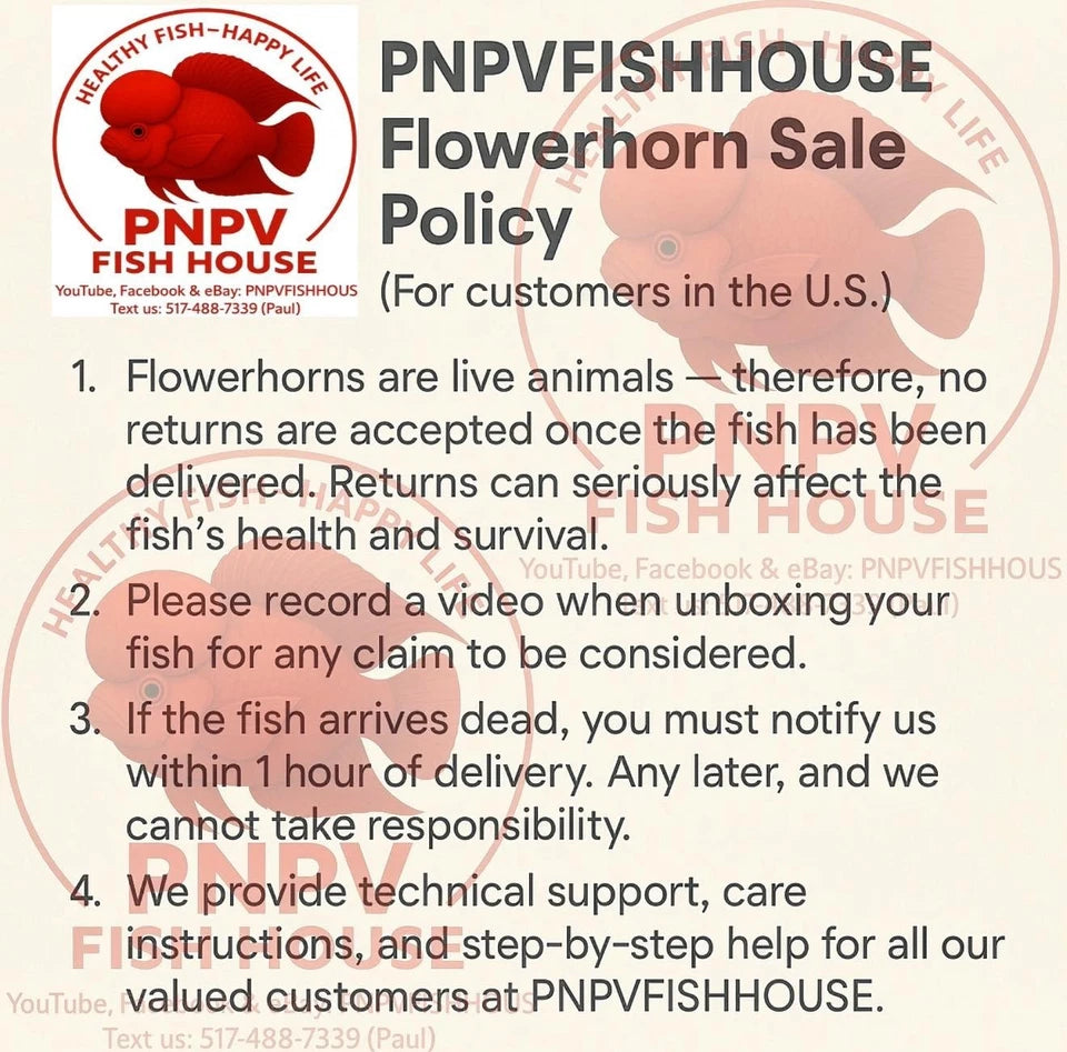 Premium Kamfa Fire Phoenix Flowerhorn - Super Body Flag Fins Beautiful Tail - PNPV Gen - Fast USA Shipping