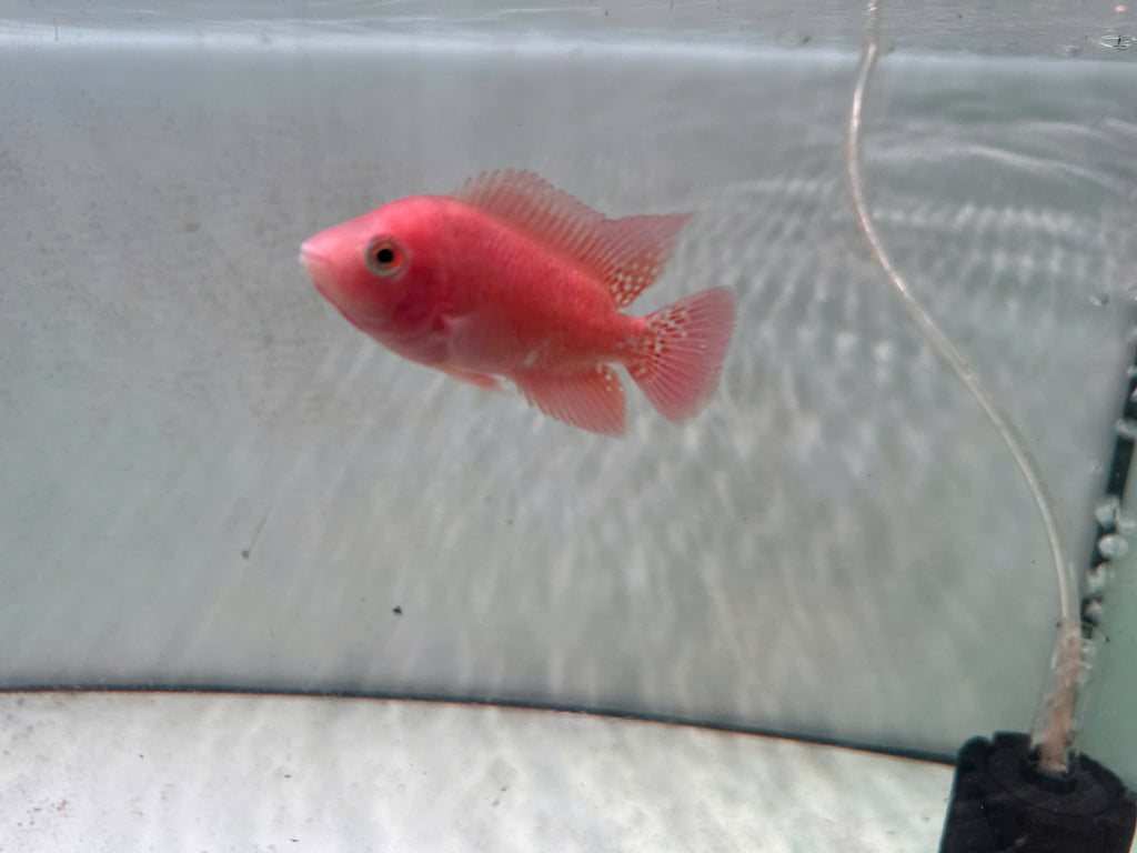 High Quality Super Red Monkey Female – Live Flowerhorn Fish – USA Seller - PNPV