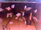 For Sale - Kamfa Classic F1 Fry Size Flowerhorn Fish - Premium Line A+++ at PNPV.US Fish Store USA