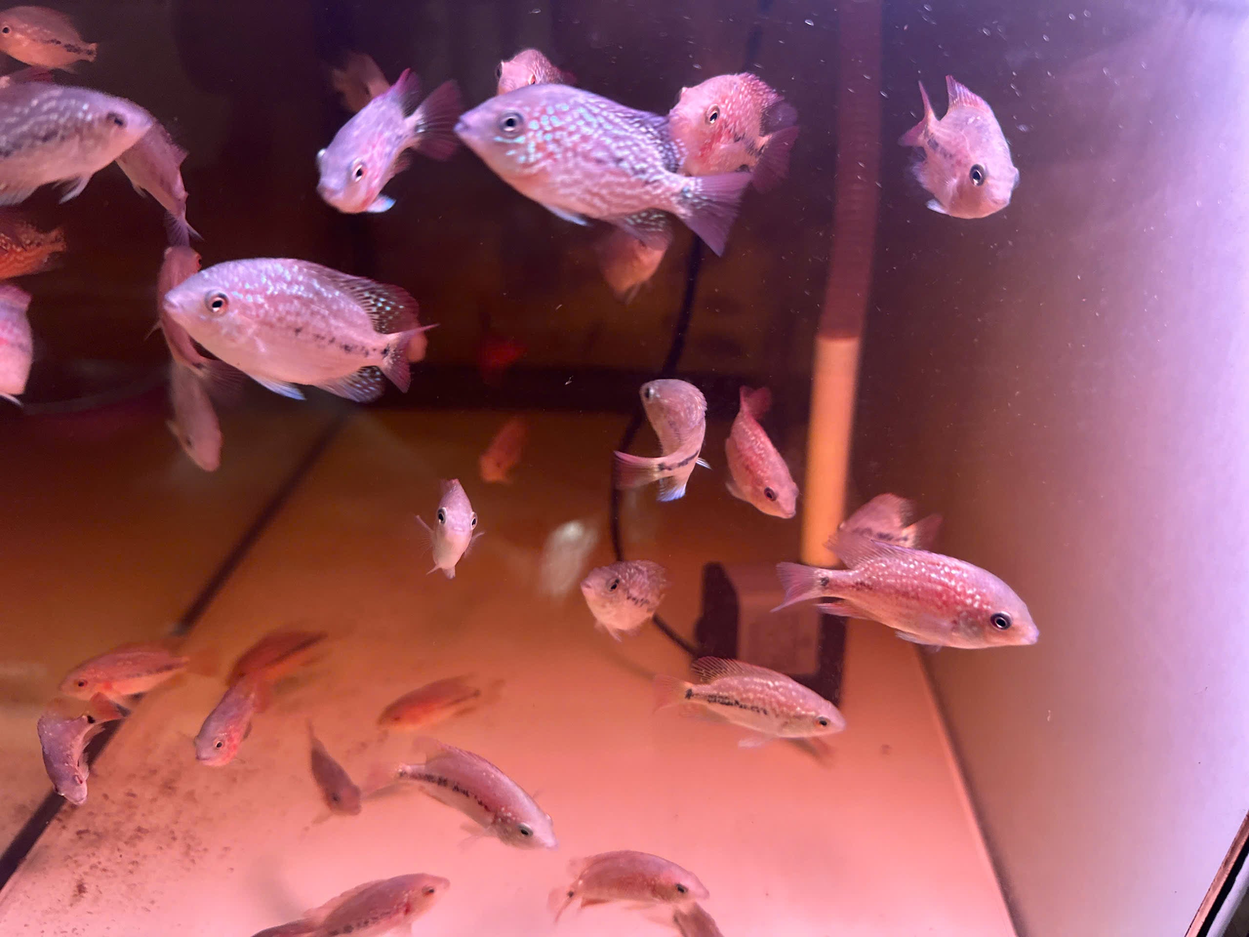 For Sale - Kamfa Classic F1 Fry Size Flowerhorn Fish - Premium Line A+++ at PNPV.US Fish Store USA