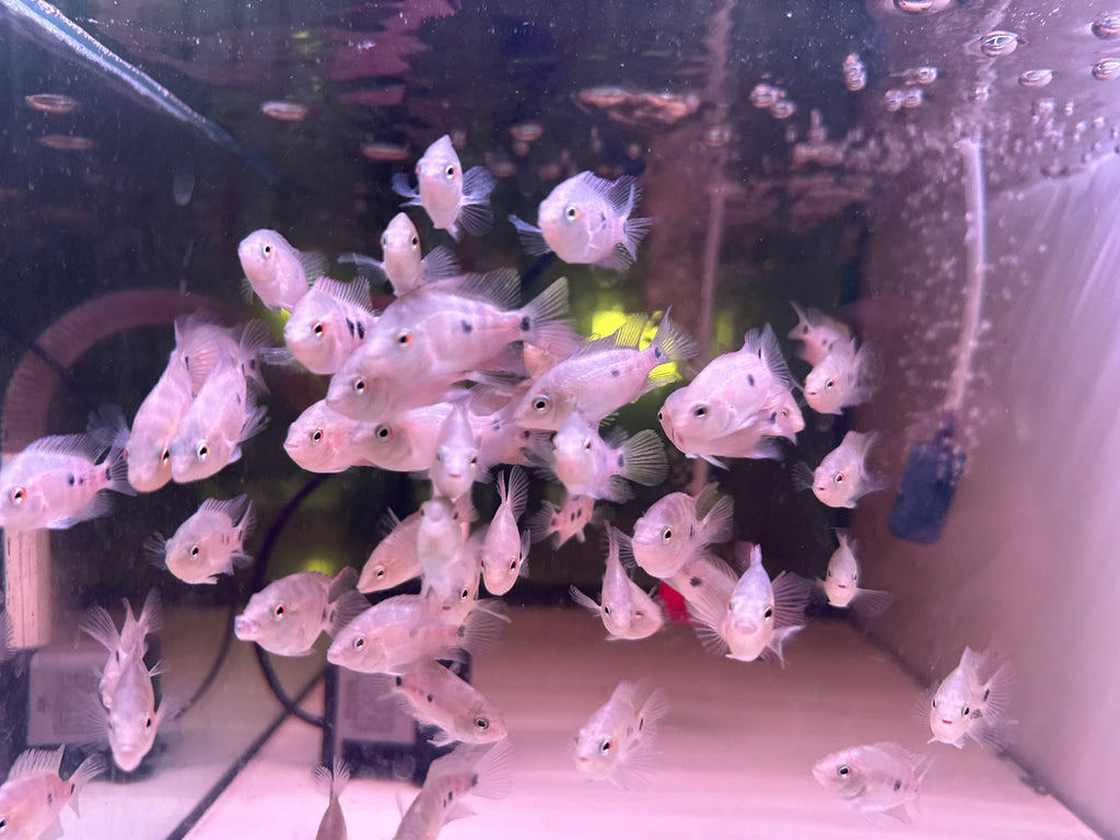 Super Red Monkey Flowerhorn Fry Pure Line High Quality - For Sale