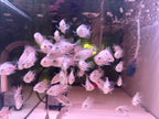 Super Red Monkey Flowerhorn Fry Pure Line High Quality - For Sale