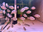 Super Red Monkey Flowerhorn Fry Pure Line High Quality - For Sale