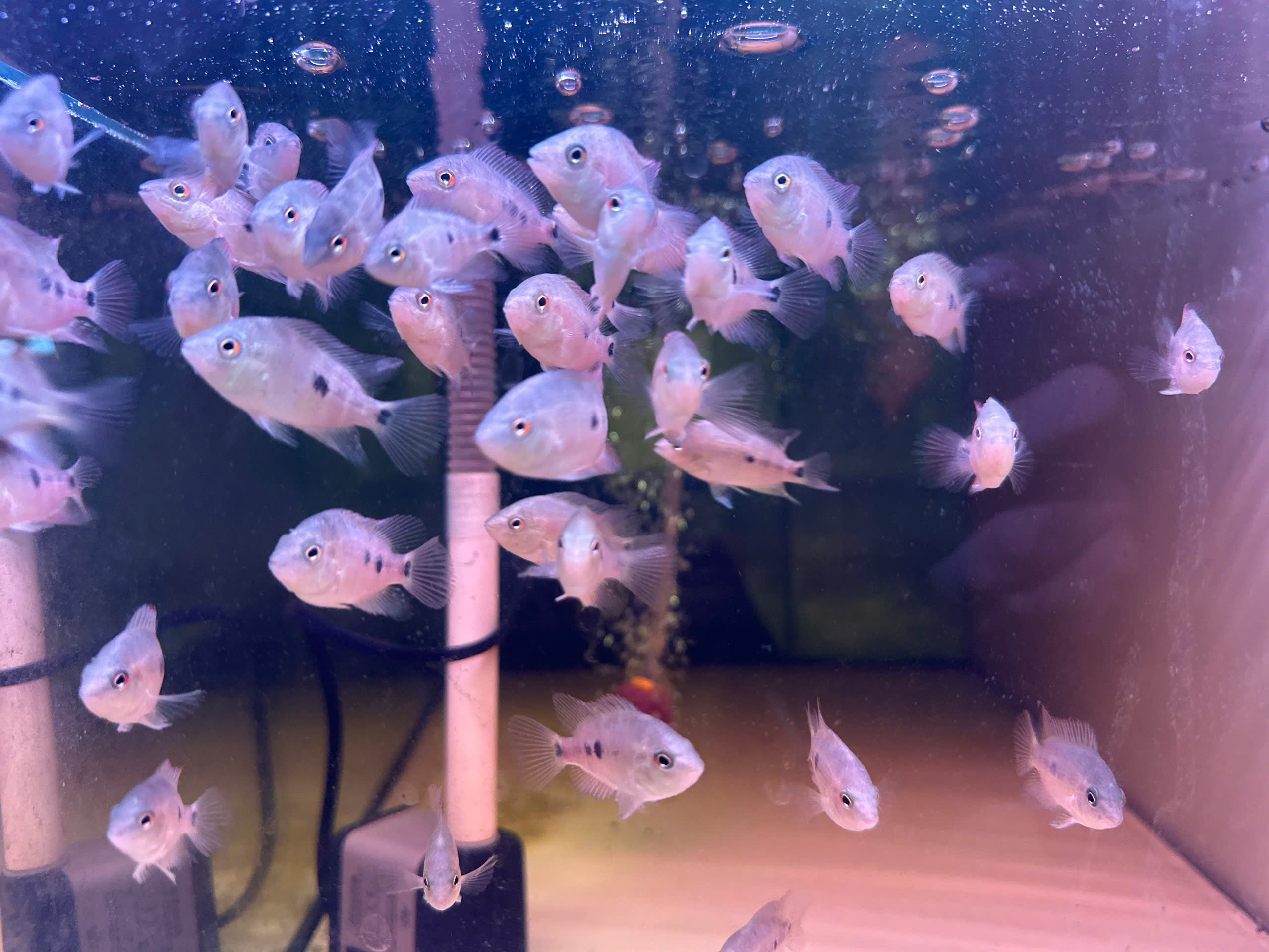 Super Red Monkey Flowerhorn Fry Pure Line High Quality - For Sale