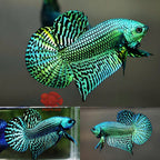 Wild Betta Alien Green Round Tail PNPV Usa Premium Tropical Aquarium Fish
