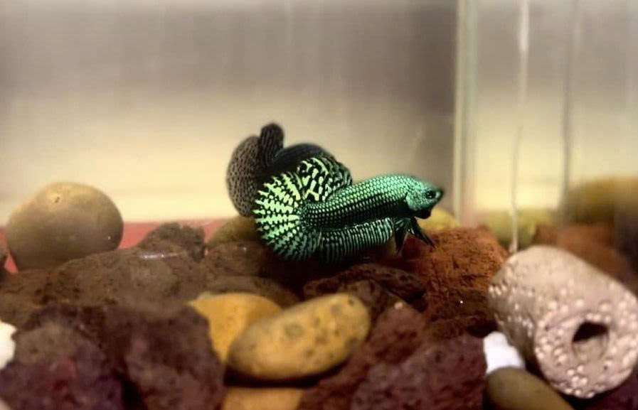 Wild Betta Alien Green Round Tail PNPV Usa Premium Tropical Aquarium Fish