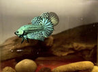 Wild Betta Alien Green Round Tail PNPV Usa Premium Tropical Aquarium Fish