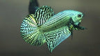Wild Betta Alien Green Round Tail PNPV Usa Premium Tropical Aquarium Fish