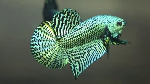 Wild Betta Alien Green Round Tail PNPV Usa Premium Tropical Aquarium Fish