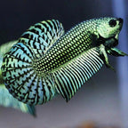 Wild Betta Alien Green Round Tail PNPV Usa Premium Tropical Aquarium Fish