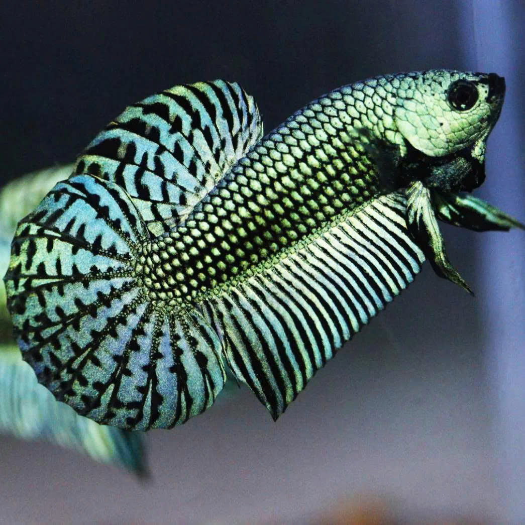 Wild Betta Alien Green Round Tail PNPV Usa Premium Tropical Aquarium Fish