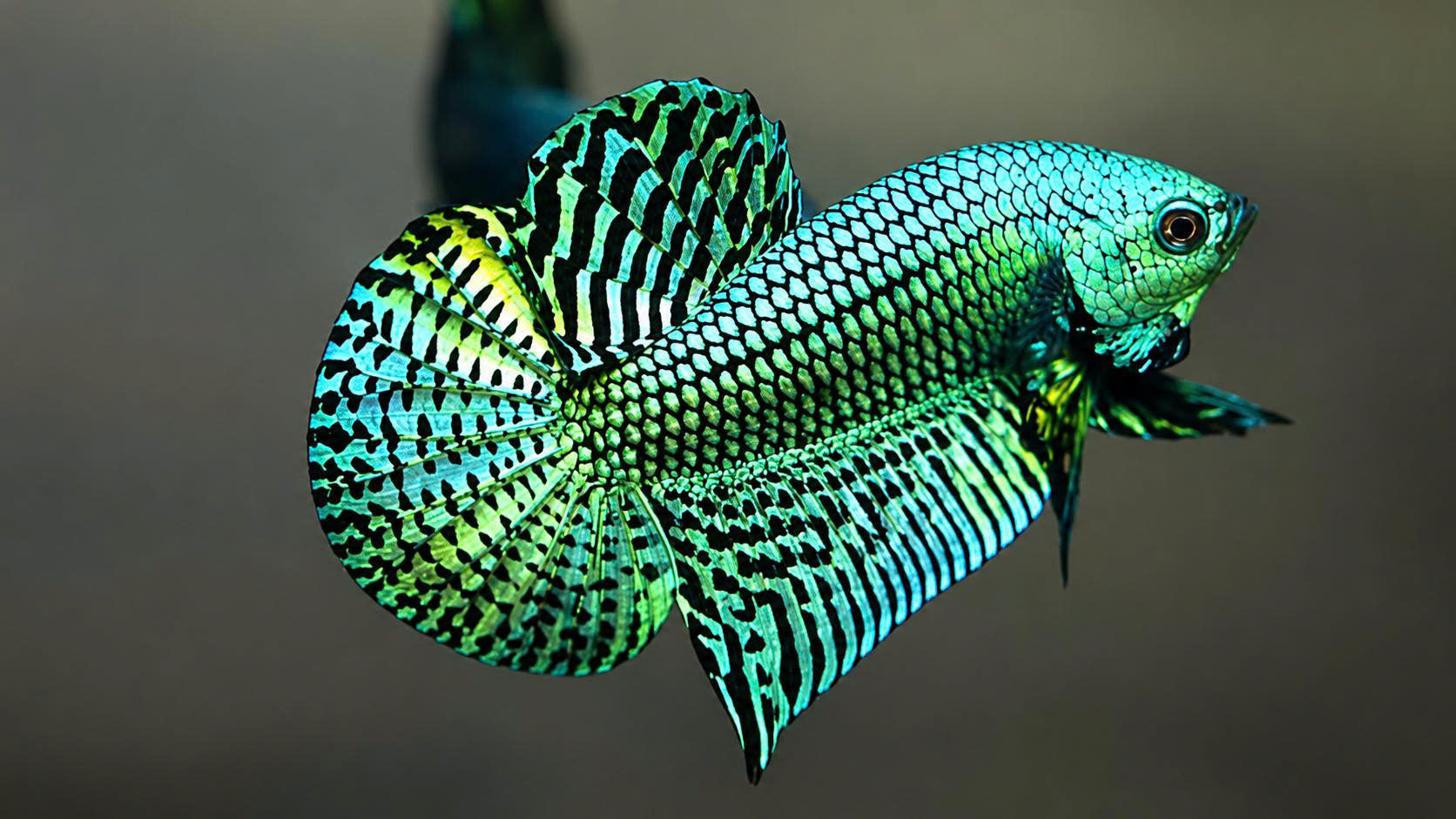 Wild Betta Alien Green Round Tail PNPV Usa Premium Tropical Aquarium Fish