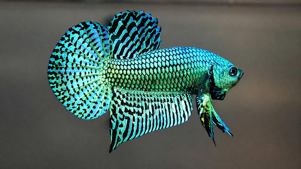 Wild Betta Alien Green Round Tail PNPV Usa Premium Tropical Aquarium Fish