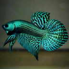 Wild Betta Alien Green Heart Tail PNPV Usa Premium Tropical Aquarium Fish