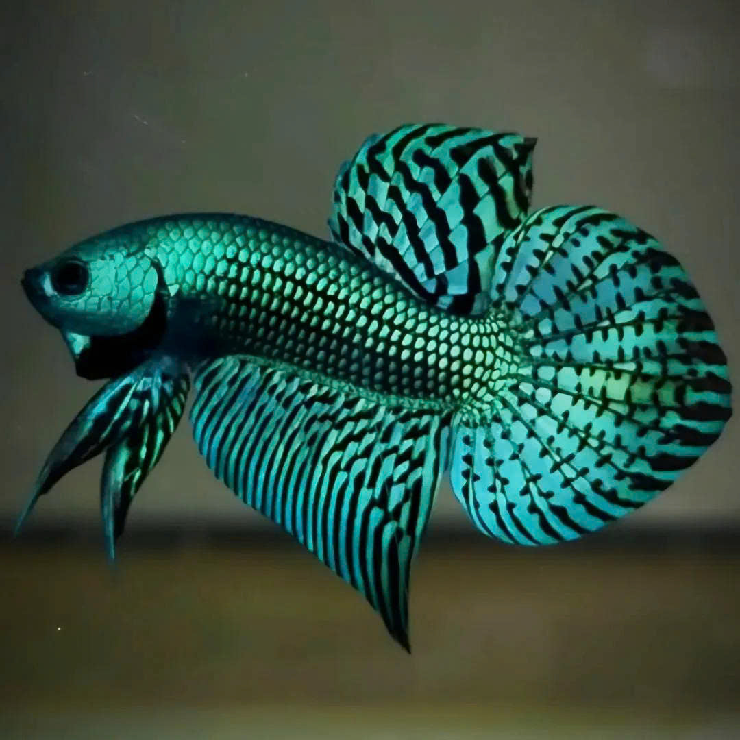 Wild Betta Alien Green Heart Tail PNPV Usa Premium Tropical Aquarium Fish