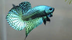 Wild Betta Alien Green Heart Tail PNPV Usa Premium Tropical Aquarium Fish