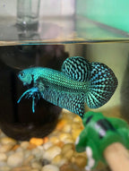 Wild Betta Alien Green Heart Tail PNPV Usa Premium Tropical Aquarium Fish