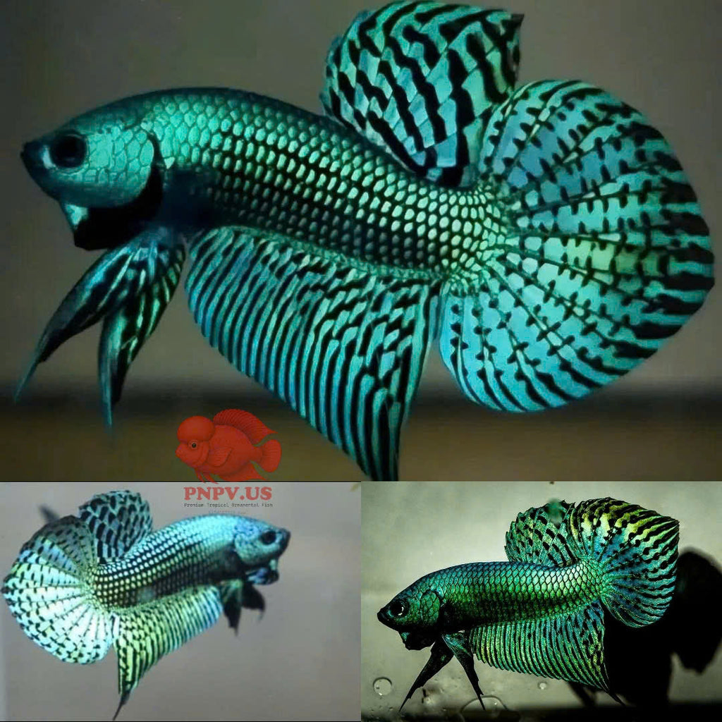 Wild Betta Alien Green Heart Tail PNPV Usa Premium Tropical Aquarium Fish
