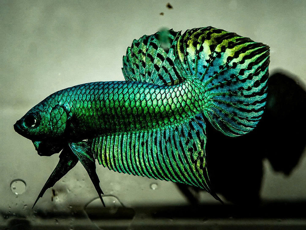 Wild Betta Alien Green Heart Tail PNPV Usa Premium Tropical Aquarium Fish