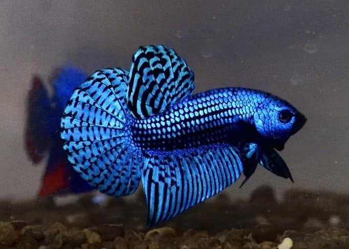 Wild Betta Alien Blue Round Tail PNPV Usa Premium Tropical Aquarium Fish