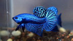 Wild Betta Alien Blue Round Tail PNPV Usa Premium Tropical Aquarium Fish