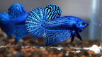 Wild Betta Alien Blue Round Tail PNPV Usa Premium Tropical Aquarium Fish