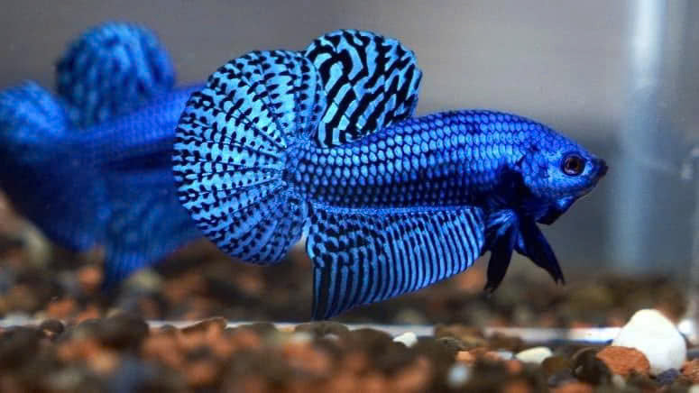 Wild Betta Alien Blue Round Tail PNPV Usa Premium Tropical Aquarium Fish