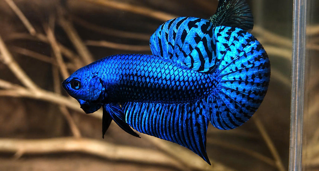 Wild Betta Alien Blue Round Tail PNPV Usa Premium Tropical Aquarium Fish