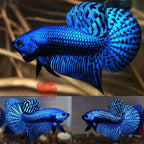 Wild Betta Alien Blue Round Tail PNPV Usa Premium Tropical Aquarium Fish
