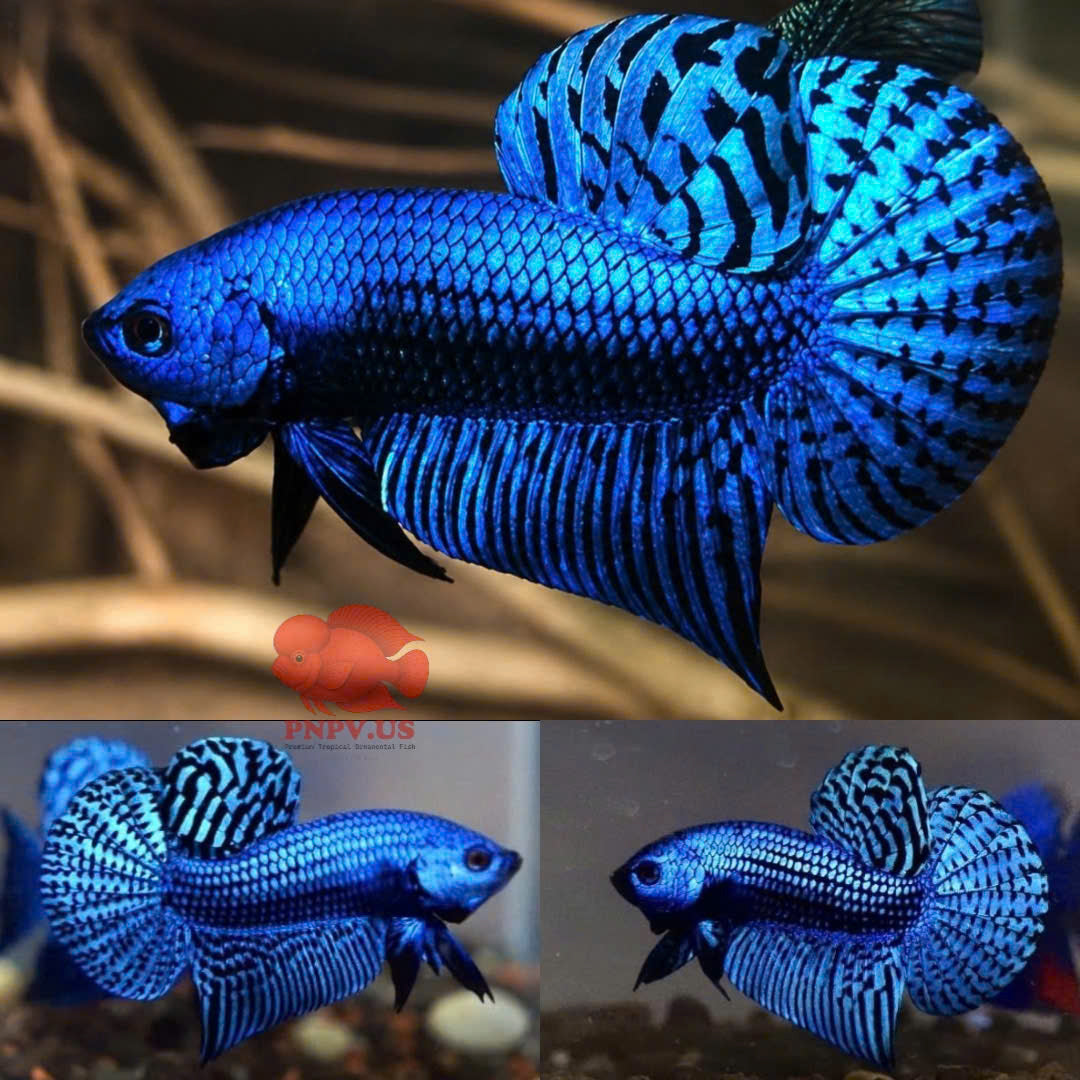 Wild Betta Alien Blue Round Tail PNPV Usa Premium Tropical Aquarium Fish
