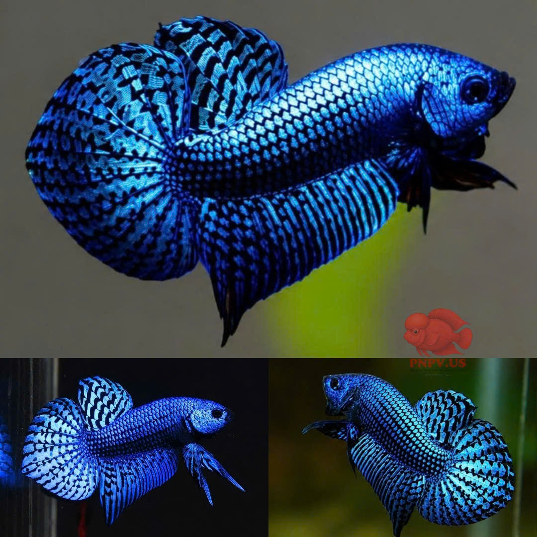 Wild Betta Alien Blue Heart Tail PNPV Usa Premium Tropical Aquarium Fish
