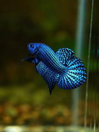 Wild Betta Alien Blue Heart Tail PNPV Usa Premium Tropical Aquarium Fish