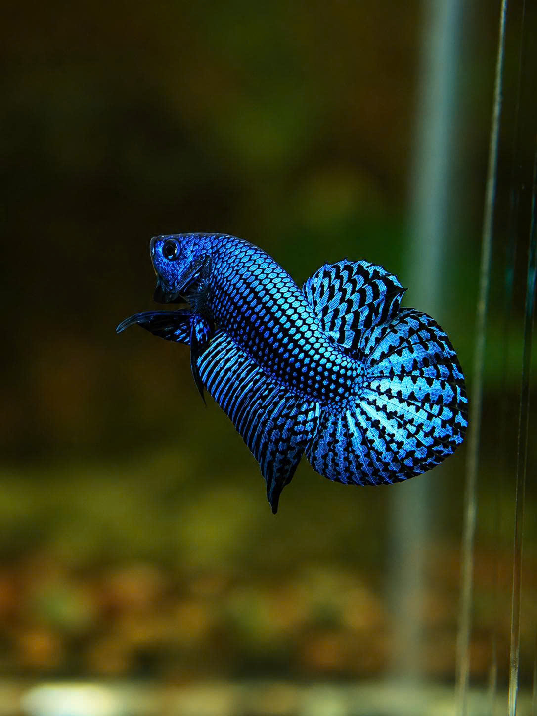 Wild Betta Alien Blue Heart Tail PNPV Usa Premium Tropical Aquarium Fish