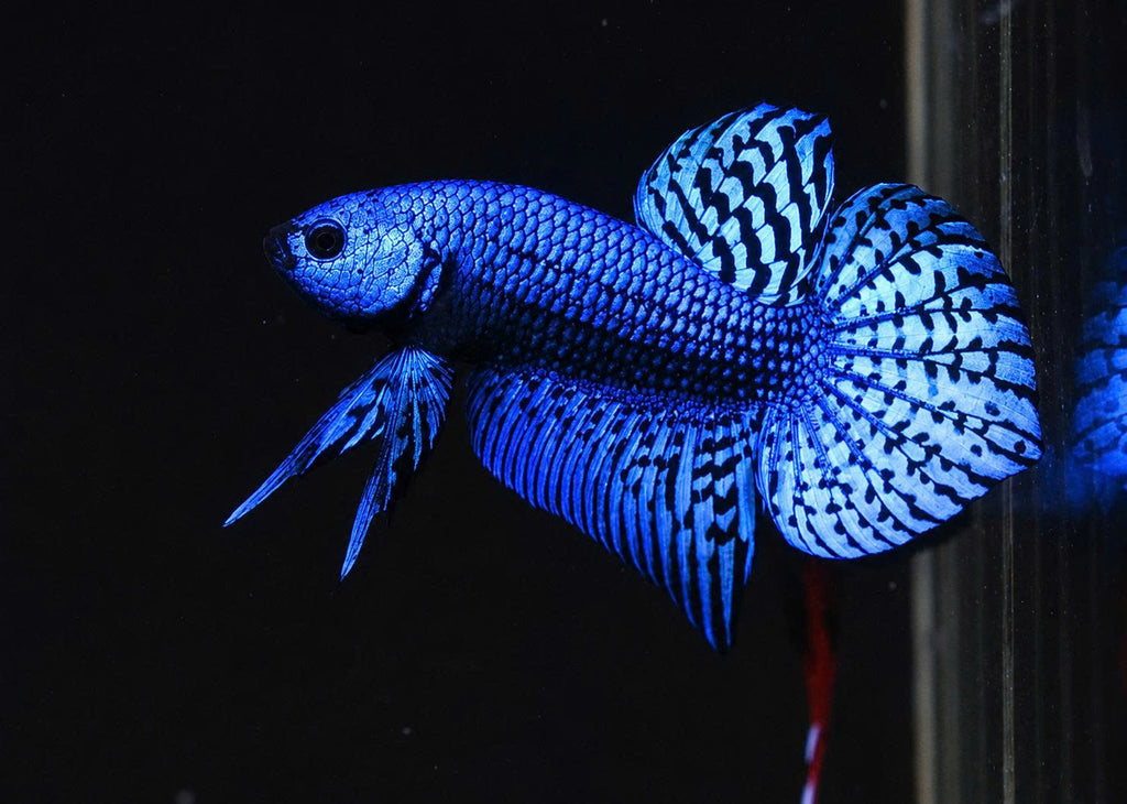 Wild Betta Alien Blue Heart Tail PNPV Usa Premium Tropical Aquarium Fish